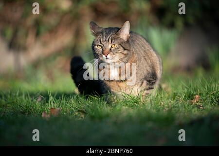 tabby cat resting on grass  outdoors in direct sunlight Stock Photo