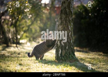 tabby cat scratching on birch tree outdoors ini  sunlight looking at camera Stock Photo