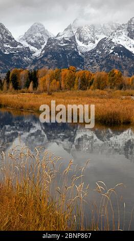 WY04345-00...WYOMING - Fall time at Schwabacher Landing on the Snake River in Grand Teton National Park. Stock Photo