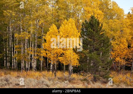 WY04347-00....WYOMING - A pine tree growing next to a grove of aspens in Grand Teton National Park. Stock Photo