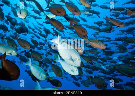 Shoal of Elongate Surgeonfish, Acanthurus mata, Ahe Atoll, Tuamotu Archipel, French Polynesia Stock Photo