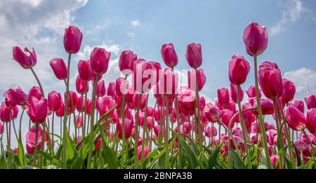 Tulip field Stock Photo