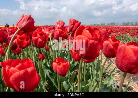 Tulip field Stock Photo