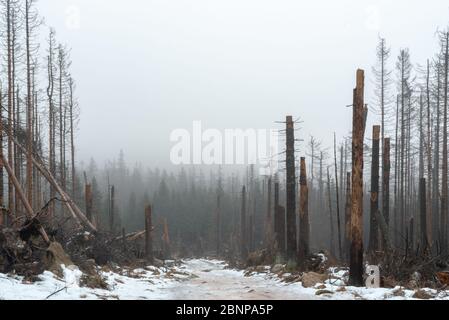 Storm damage in the Harz. Cracked trees. Stock Photo