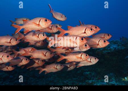 Shoal of Blotcheye Soldierfish, Myripristis berndti, Fakarava, Tuamotu Archipel, French Polynesia Stock Photo