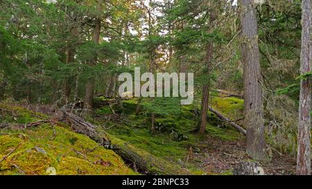 Brandywine Falls Provincial Park, Whistler, British Columbia, Rocky Mountains, Canada Stock Photo