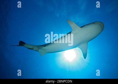 Tiger Shark, Galeocerdo cuvier, Moorea, French Polynesia Stock Photo