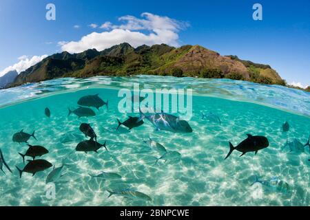 Bluefin Trevally schooling in Lagoon, Caranx melampygus, Moorea, French Polynesia Stock Photo