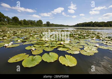 Germany, Mecklenburg-West Pomerania, landscape, water lilies, lake Stock Photo