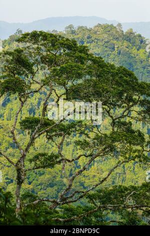 Beautiful rainforest trees at Cerro Pirre, Darien national park, Darien province, Republic of Panama.