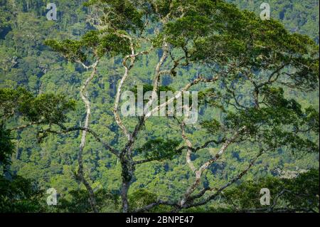 Beautiful rainforest trees at Cerro Pirre, Darien national park, Darien province, Republic of Panama.