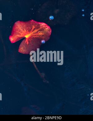 Europe, Germany, Hesse, Marburger Land, autumn colored water lily leaves enclosed in ice Stock Photo