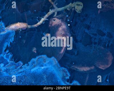 Europe, Germany, Hesse, Marburger Land, autumn colored water lily leaves enclosed in ice Stock Photo