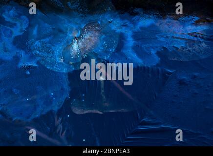 Europe, Germany, Hesse, Marburger Land, autumn colored water lily leaves enclosed in ice Stock Photo