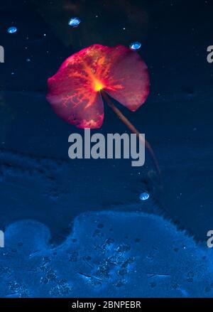 Europe, Germany, Hesse, Marburger Land, autumn colored water lily leaves enclosed in ice Stock Photo