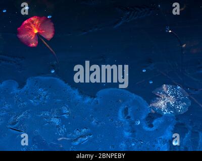 Europe, Germany, Hesse, Marburger Land, autumn colored water lily leaves enclosed in ice Stock Photo