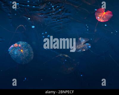 Europe, Germany, Hesse, Marburger Land, autumn colored water lily leaves enclosed in ice Stock Photo