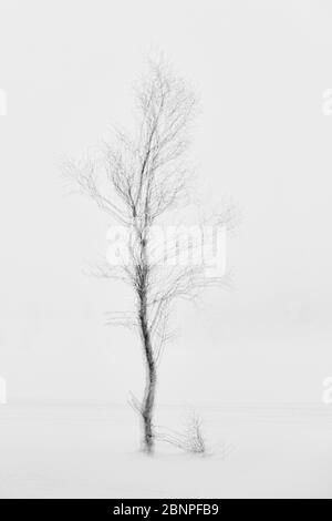 Finland, Lapland, Winter, Tree, Multiple Exposure Stock Photo