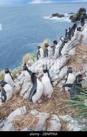 Group of rockhopper penguins (Eudyptes chrysocome chrysocome) on a rocky islet, East Falkland, Falkland Islands, South America Stock Photo
