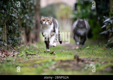 two playful cats running in the back yard chasing each other Stock Photo