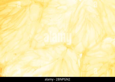 Orange and lemon slice isolated on background. Stock Photo