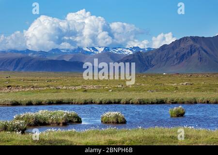 Cotton grass meadow at a pond near Stadarbakki. View of the Snaefellsnes mountains and Bjarnarhafnarfjall on the right. Stock Photo