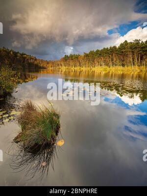 Germany, Mecklenburg-West Pomerania, Müritz National Park, Stiller See with water lilies in autumn, colorful forest and dramatic clouds are reflected, thunderstorm coming up, Wienpietschseen Stock Photo