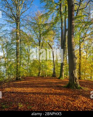 Germany, Mecklenburg-West Pomerania, Müritz National Park, sub-area Serrahn, UNESCO world natural beech forests of the Carpathians and old beech forests of Germany, untouched beech forest in autumn Stock Photo