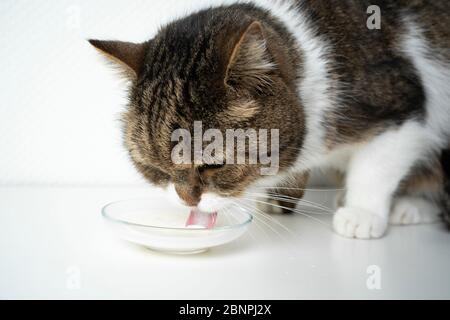 tabby british shorthair cat drinking milk Stock Photo