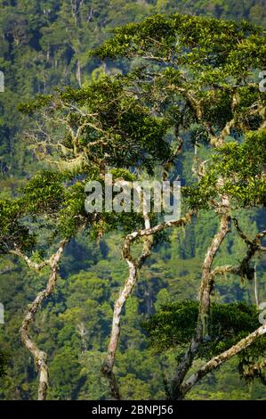 Beautiful rainforest trees at Cerro Pirre, Darien national park, Darien province, Republic of Panama.