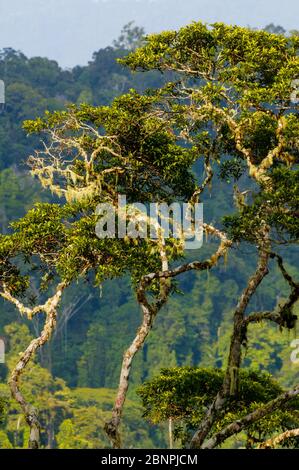 Beautiful rainforest trees at Cerro Pirre, Darien national park, Darien province, Republic of Panama.