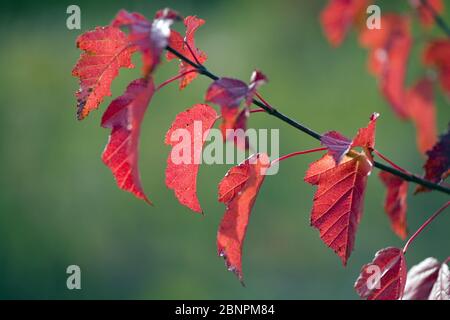 Branch with autumn leaves Stock Photo