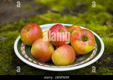 Apples on plate in the grass Stock Photo