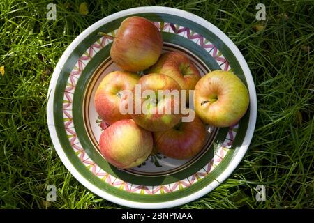 Apples on plate in the grass Stock Photo