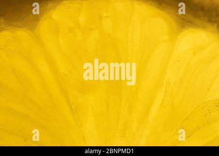 Orange and lemon slice isolated on background. Stock Photo