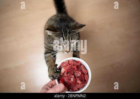raw cat meat