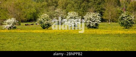 May Blossom and Summer Meadow Stock Photo