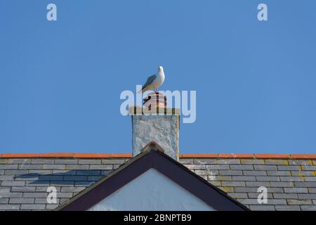 Seagull on chimney, Tintagel, Cornwall, South West England, England, United Kingdom, Europe Stock Photo