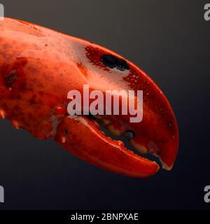 Fresh cooked Lobster claw with facial appearance Stock Photo