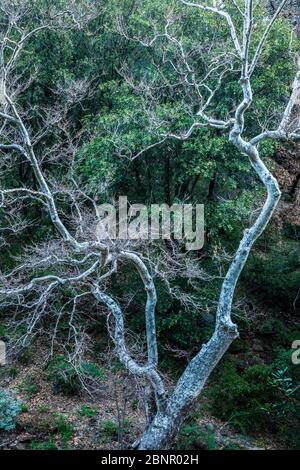 A California Sycamore tree near Banner road / Banner Creek, State Highway 78, California, USA. Stock Photo