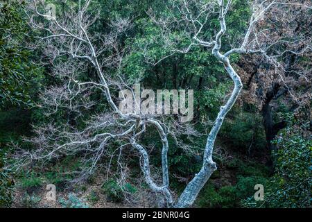 A California Sycamore tree near Banner road / Banner Creek, State Highway 78, California, USA. Stock Photo