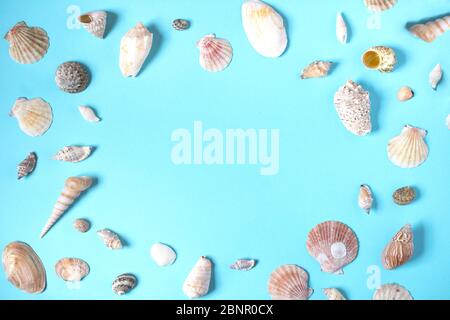 Beautiful seashells of different shapes on the blue background ocean seaside and sunner vide Stock Photo