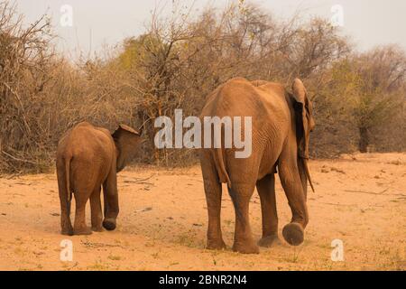 Elefants in Matusadona National Park near Rhino Safari Camp, Zimbabwe Stock Photo