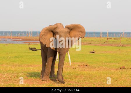 Elefants in Matusadona National Park near Rhino Safari Camp, Zimbabwe Stock Photo