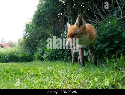 A wild male Red Fox (Vulpes vulpes) emerges from the undergrowth early evening, Warwickshire Stock Photo