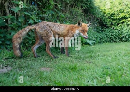 A wild male Red Fox (Vulpes vulpes) emerges from the undergrowth early evening, Warwickshire Stock Photo