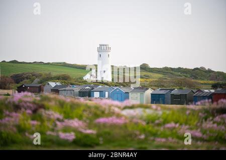 Portland Bill, Dorset, UK. 16th MAY, 2020. UK Weather. Colourful Sea Thrift wild flower beach huts and the old lighthouse in the early morning. Credit: Dan Tucker/Alamy Live Stock Photo