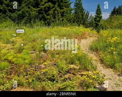 Europe, Germany, Hesse, Marburg, botanical garden of the Philipps University, plants of the alpine Stock Photo