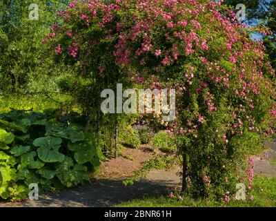 Europe, Germany, Hesse, Marburg, Botanical Garden of the Philipps University, Rosenbogen Stock Photo