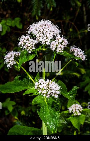 Outside close-up of a Valeriana pyrenaica (Pyrenean Valerian) in the rain Stock Photo